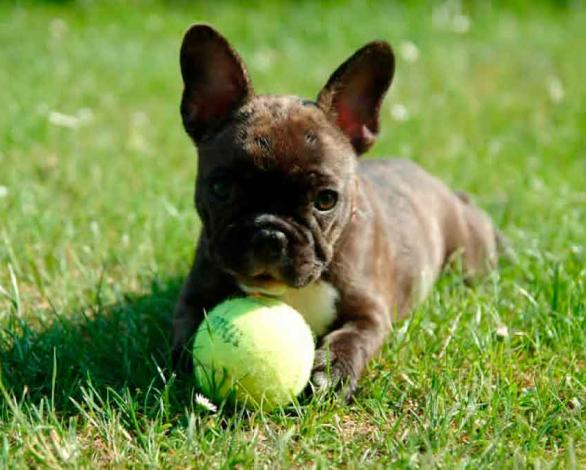 Mi Bulldog Francés